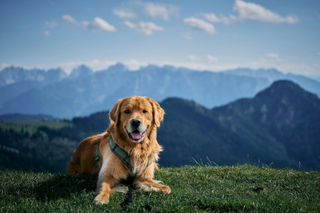 Picture illustrative of Pet Insurance